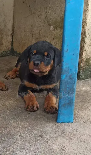 1-3 months Male Purebred Rottweiler