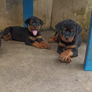 1-3 months Male Purebred Rottweiler
