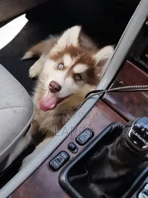 1-3 months Female Purebred Siberian Husky