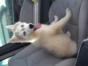 1-3 months Male Purebred Siberian Husky