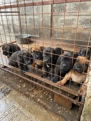 1-3 months Female Purebred Boerboel