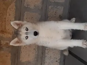 1-3 months Male Purebred Siberian Husky