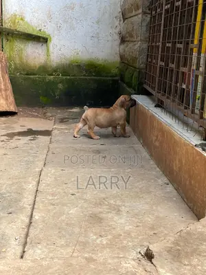 1-3 months Female Purebred Boerboel