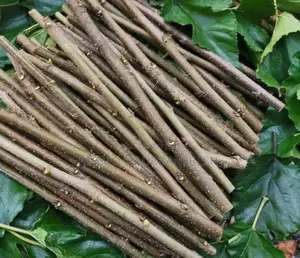 Mulberry Cutting 100 PCS