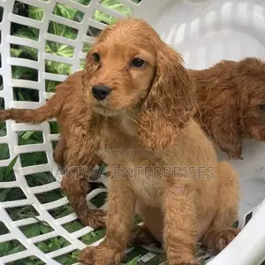 1-3 months Female Purebred Cocker Spaniel