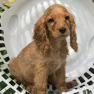 1-3 months Male Purebred Cocker Spaniel