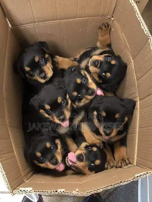 1-3 months Male Purebred Rottweiler