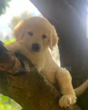 1-3 months Male Purebred Golden Retriever