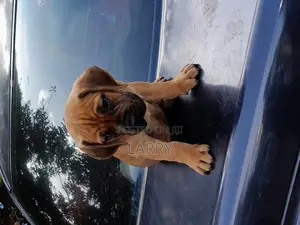 1-3 months Female Purebred Boerboel