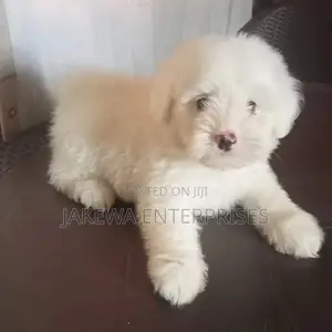 1-3 months Male Purebred Maltese