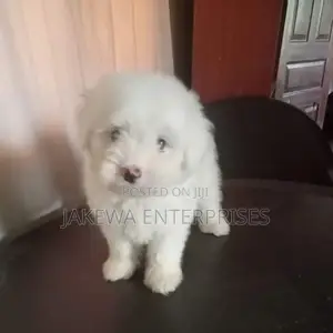1-3 months Female Purebred Maltese