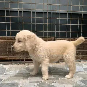 1-3 months Female Purebred Golden Retriever