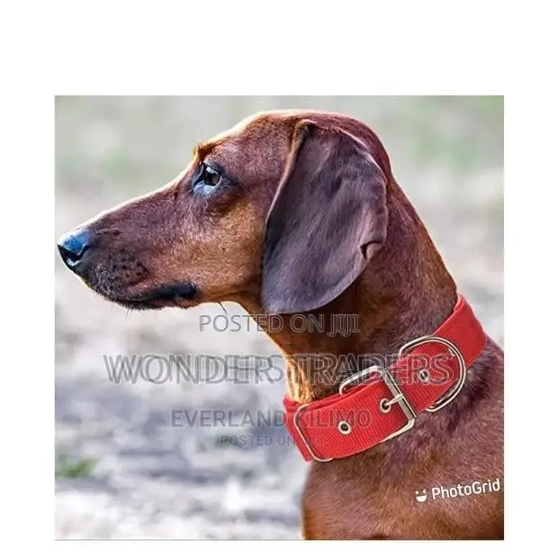 Dog Collar,Best Quality Dog Collar