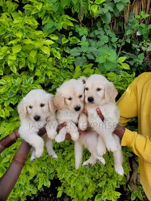 1-3 months Female Purebred Golden Retriever