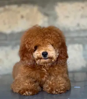 1-3 months Male Purebred Poodle