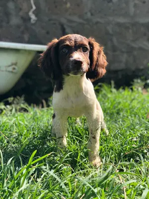 1-3 months Male Purebred English Springer Spaniel