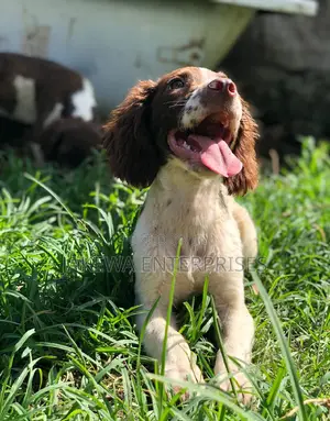 1-3 months Male Purebred English Cocker Spaniel