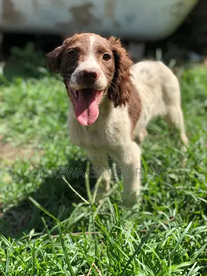 1-3 months Male Purebred English Cocker Spaniel