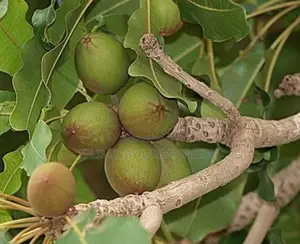 Sheanut Kernel Tree Seedling ( Sheabutter )