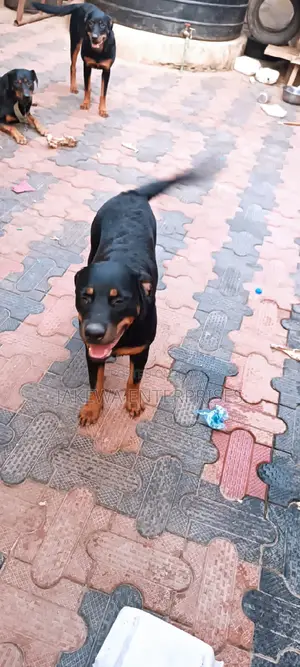 6-12 months Female Purebred Rottweiler