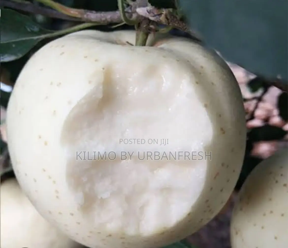 White Apple Fruit Seedling