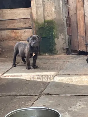 1-3 months Male Purebred Boerboel