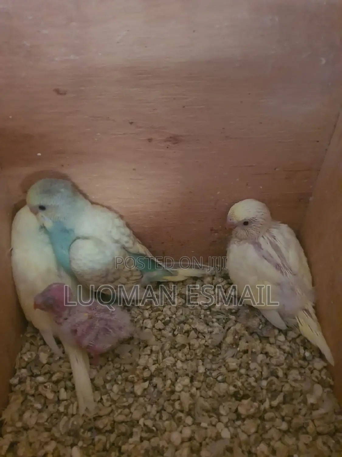 Australian Budgie's