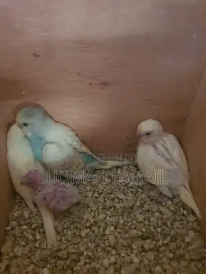 Australian Budgie's