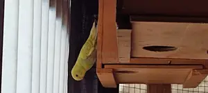 Australian Budgie's