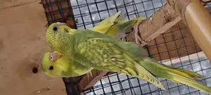 Australian Budgie's