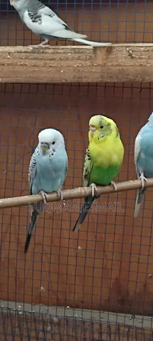 Breeding Budgies Pair