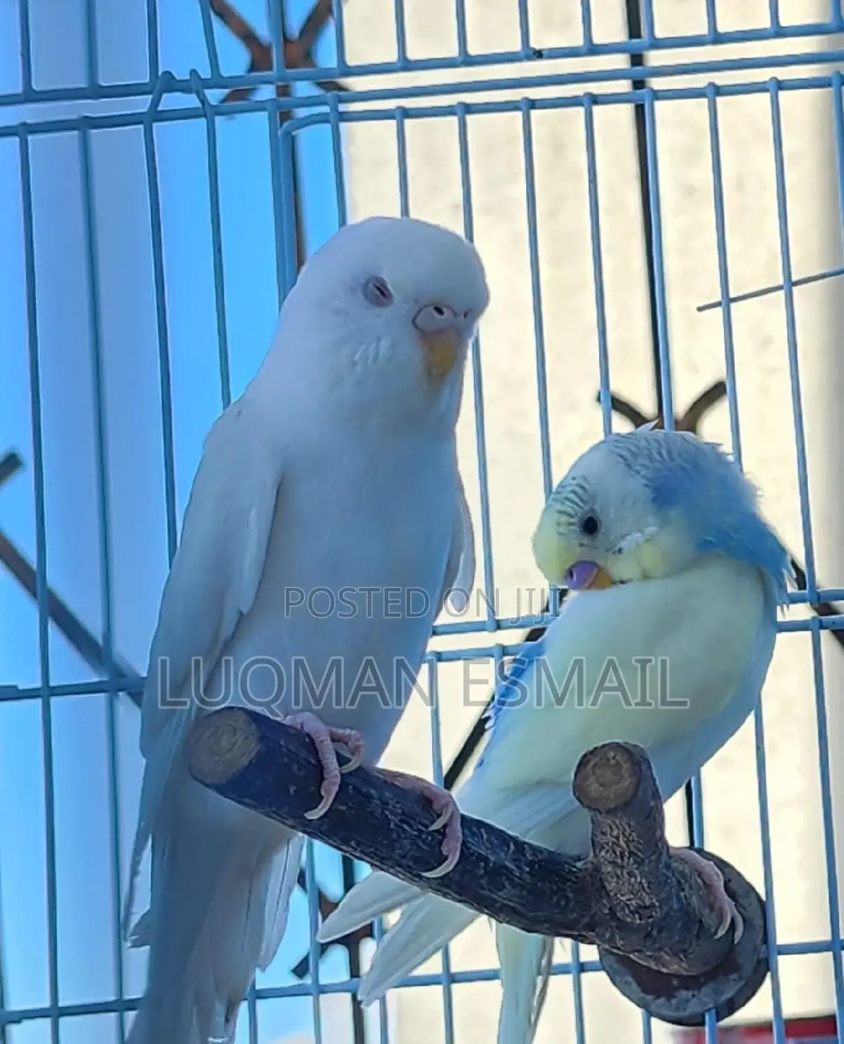 White Budgies
