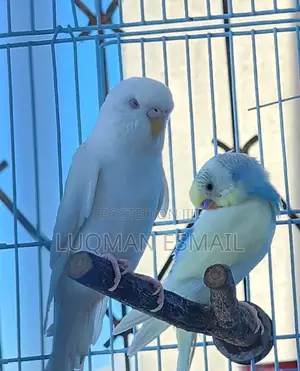 White Budgies