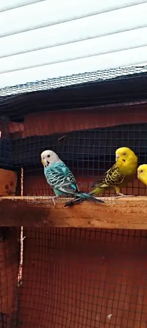 Females Budgies