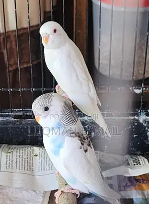 Albino Budgies