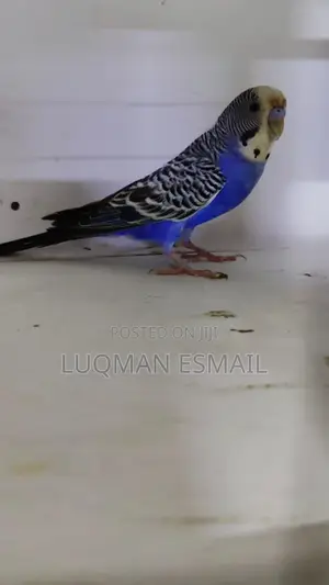 Male Budgies