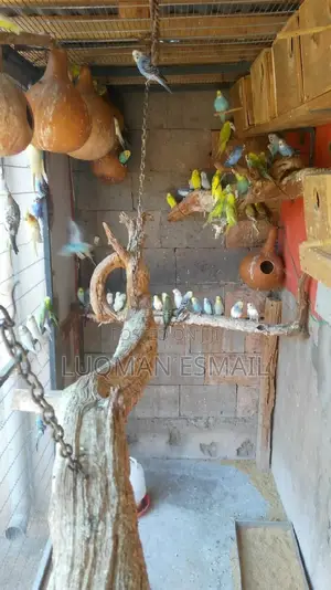 Rainbow Budgies