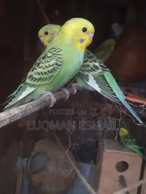 White Nd Blue Budgies