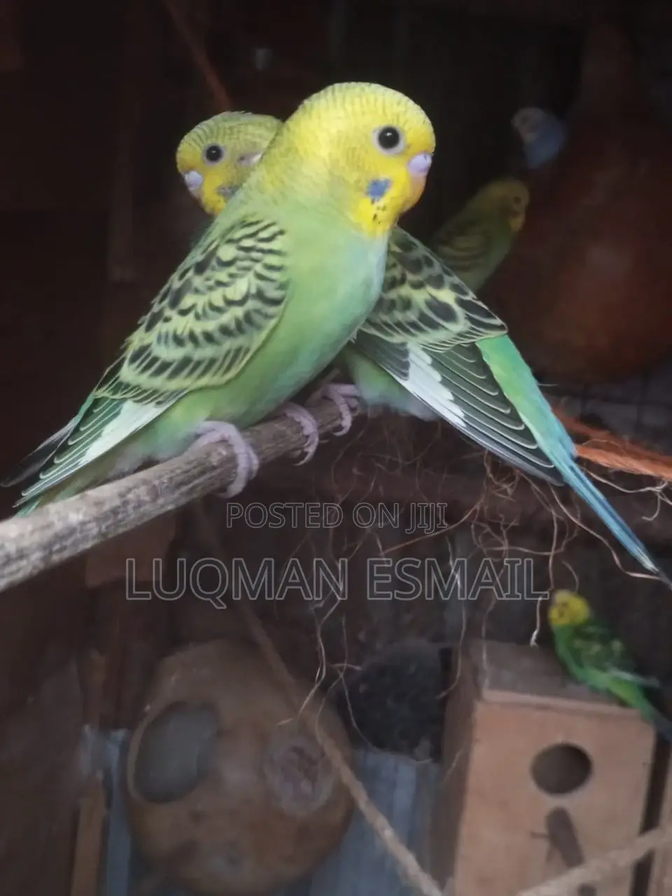 White Nd Blue Budgies