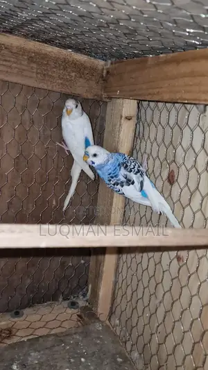 White Nd Blue Budgies