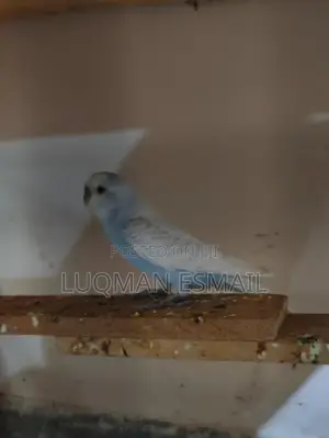 Males Budgies