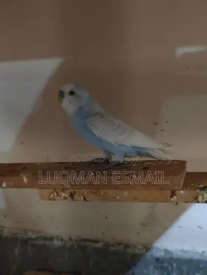 Males Budgies