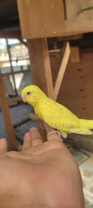 Budgies Hand Raised.