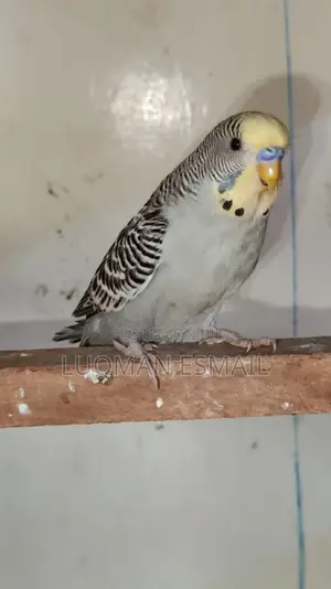 Grey Rare Budgie