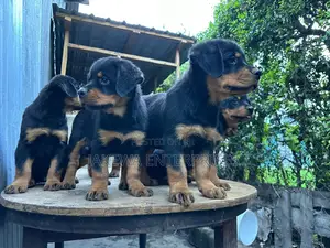 1-3 months Male Purebred Rottweiler