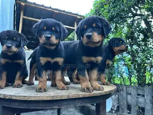 1-3 months Female Purebred Rottweiler