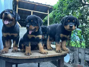 1-3 months Male Purebred Rottweiler