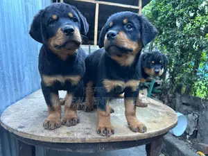 1-3 months Female Purebred Rottweiler