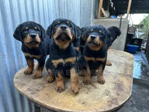 1-3 months Female Purebred Rottweiler