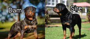 1-3 months Male Purebred Rottweiler